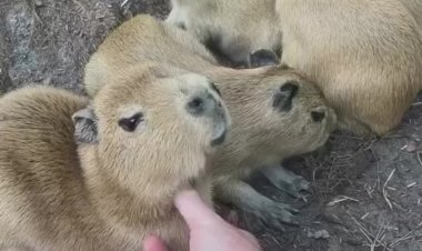 Капибары, большие и самые дружелюбные водосвинки