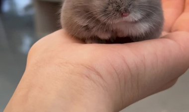 Хомячок умывается