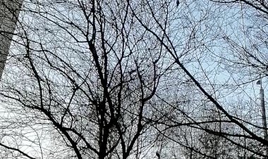 синички в кустах