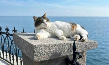 Озверин действует! Кошка Муся  - очередная жертва человека