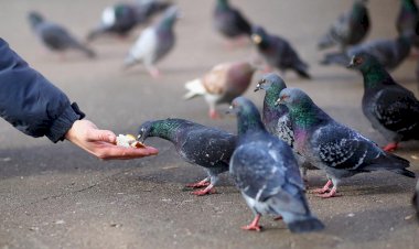 Сизари вам не крысы, крысы это люди..