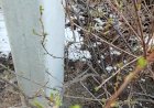 листики в холодную зимнюю пору или весна  средь зимы