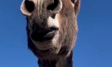 А ВЫ СЛЫШАЛИ КАК КРИЧАТ ОСЛЫ? Звук осла, голос осла, крик осла