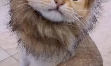 Домашний лев