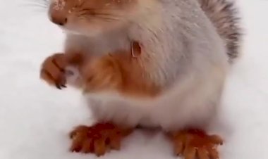 Белочка ест кедровые орешки