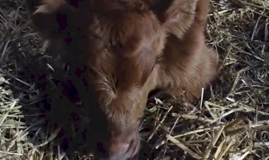 Красивый Теленок