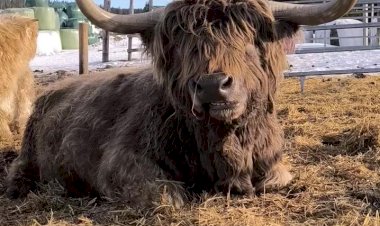 Бычара с огромными рогами