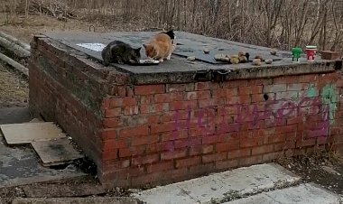 И снова о бездомках