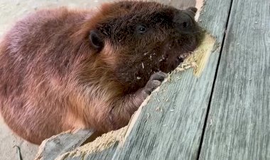 Бобр Курва грызёт скамейку