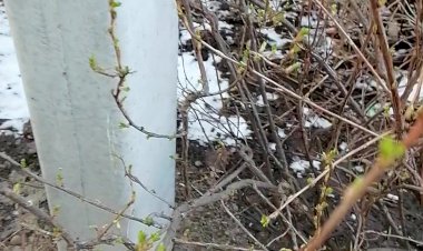 листики в холодную зимнюю пору или весна  средь зимы