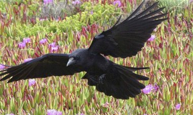 Одиноким вороном в тишине