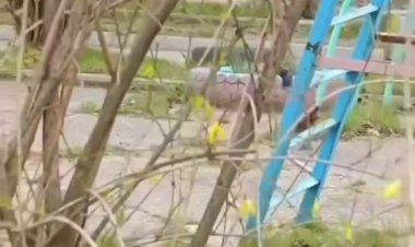 Фазан во дворе