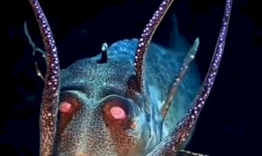 Подводный мир океана