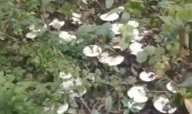 Дорога из груздей