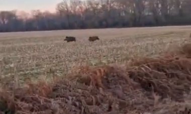 Семья кабанов