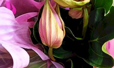 Веселый привет из  магазина цветов