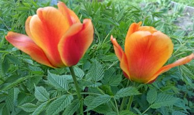 Такие разные прекрасные тюльпаны