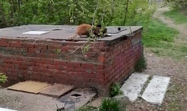 Стыд для людей - мука для бездомных котиков