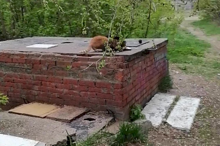 Стыд для людей - мука для бездомных котиков