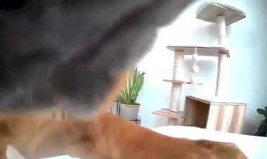 Животные изучают камеру