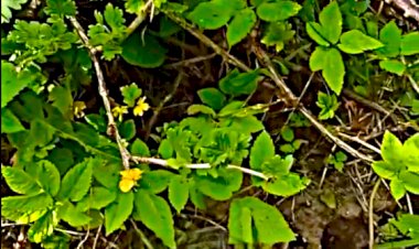 Земляные пчелы , занесены в красную книгу