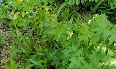 Майское цветотравье у соседнего  дома