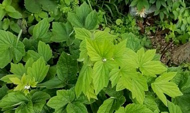 Июньское цветотравье