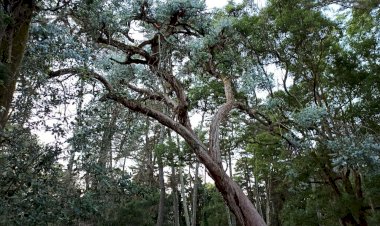 Море, солнце, магнолия, мушмула, белые эвкалипты Абхазии