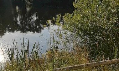 уточки на пруду