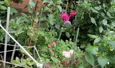 георгиновый рай