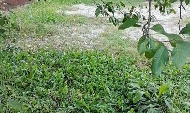 ужин воробышков в частном секторе