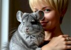 Как правильно ухаживать за шиншиллой