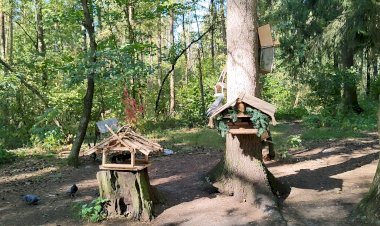 Голуби: Звук голубя, голос голубя, воркование голубя