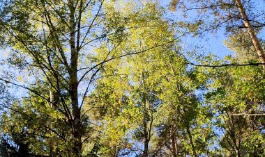 Белка скачет по деревьям в лесу