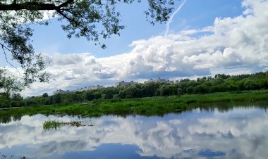 Серебристые чайки громко кричат на реке.