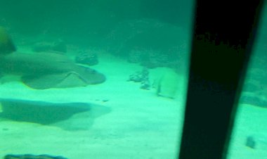 Москвариум