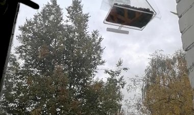 Ажиотаж синичек у оконной кормушки