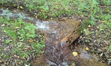 Лесной ручей с прозрачной и ледяной водой