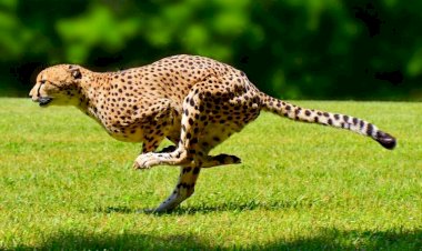 Гепард: очень плохой пример для подражания