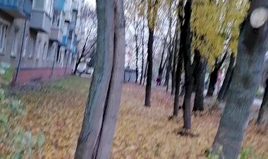 Опадают последние листья ..