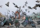 Голуби как жертвы  людского невежества