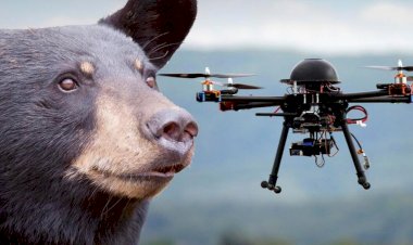 Применение архитектуры Vision Transformer (ViT) для автоматизированного мониторинга биоразнообразия с помощью дронов