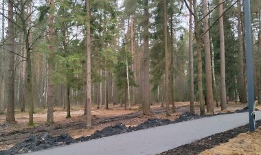 Благоустройство леса рядом с городом