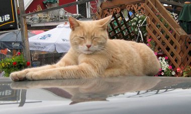 Кот Стаббс: самый лучший мэр. Пример для всех политиков