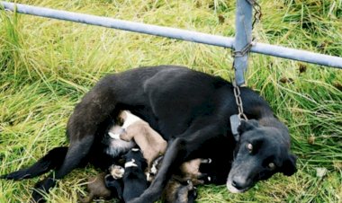Собаку с шестью щенками привязали к забору и ушли: невероятная история о силе материнства