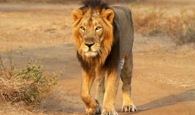 Самое таинственное существо в азиатской мифологии