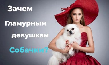 Зачем Гламурным девушкам собачки???