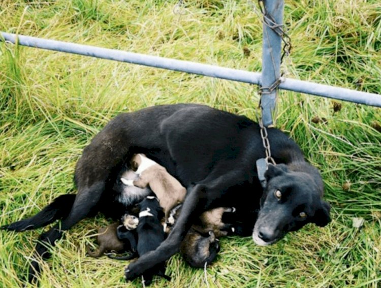 Собаку с шестью щенками привязали к забору и ушли: невероятная история о силе материнства