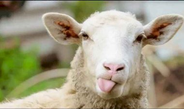 Притча об овцах⁠