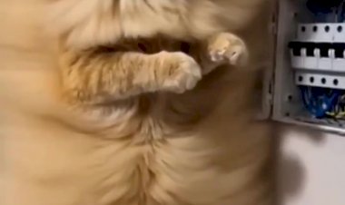 Кот Васька не справился